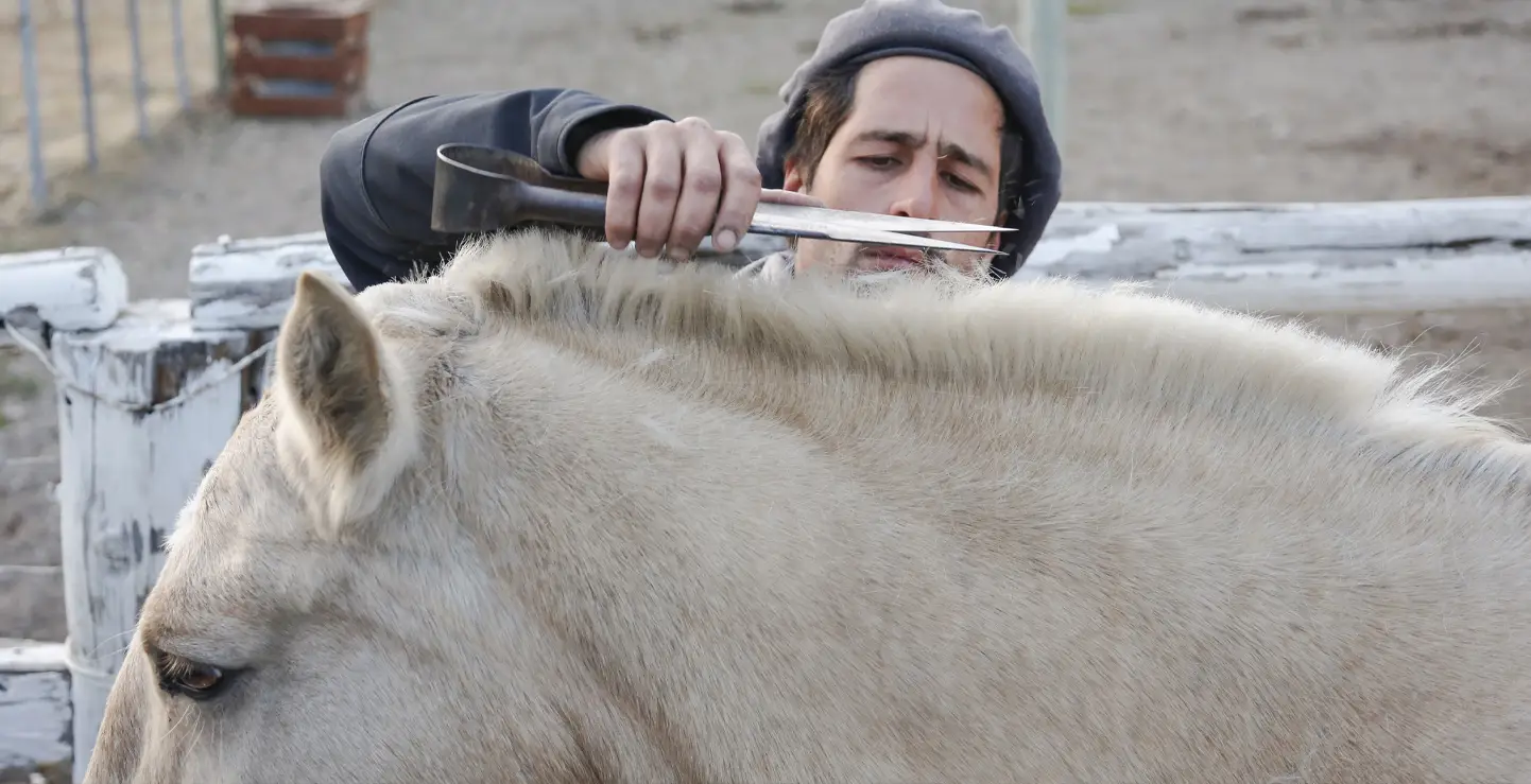 BANNER-HORSEBACK