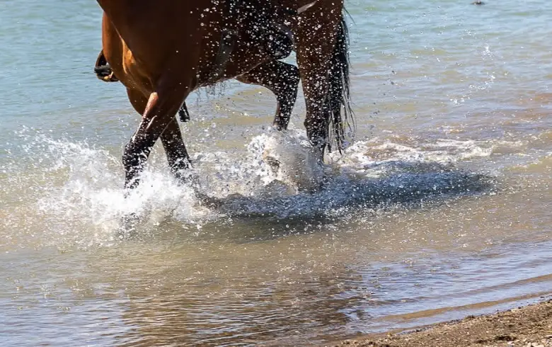 cabalgata (3)