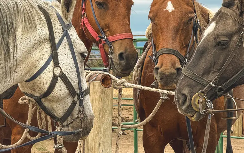 cabalgata (4)